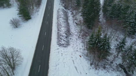 Rural-concrete-paved-road-near-snowy-forest-with-evergreen-spruce-trees