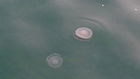 Medusas-Nadando-Lentamente-En-La-Superficie-Del-Mar-Cerca-De-La-Costa-De-Dubai,-Emiratos-árabes-Unidos