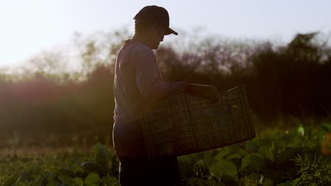 As-sun-fades-and-the-day-ends-farmer-with-his-basket-of-vegetables