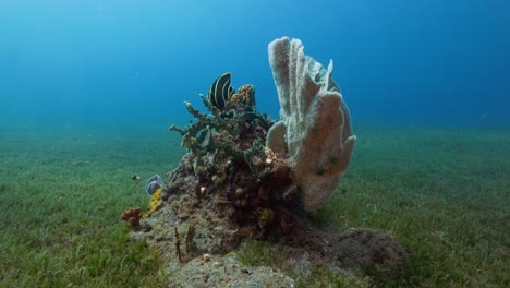 Ein-Französischer-Kaiserfisch,-Der-Bei-Einem-Schönen-Tauchgang-In-Der-Nähe-Des-Riffs-Schwimmt