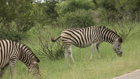 Zebra-eating-grass-in-the-wild