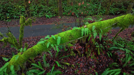 Pacific-Northwest-Moss-forest-of-moss-covered-branch-with-lush-green-plants-in-background-in-Washington-State