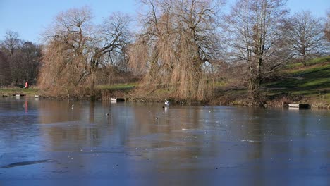 Birds-on-frozen-lake