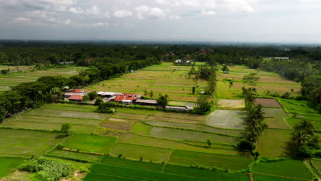 Vista-Aérea-De-Vibrantes-Campos-De-Arroz-Verdes-En-Indonesia