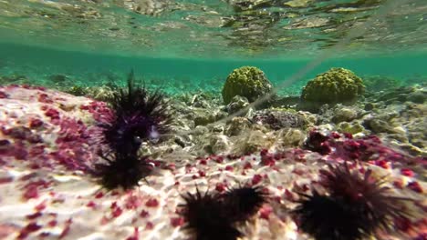 Fly-fishing-flies-test-for-parrotfish-imitate-urchins-underwater-caribbean-sea,-close-up