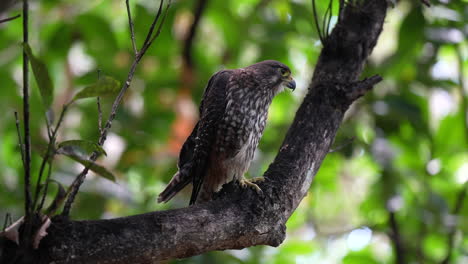 New-Zealand-falcon-kārearea-on-a-branch-in-a-forest