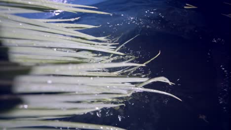 Green-stemmed-vegetables-benefitting-from-soaking-in-cold-fresh-water