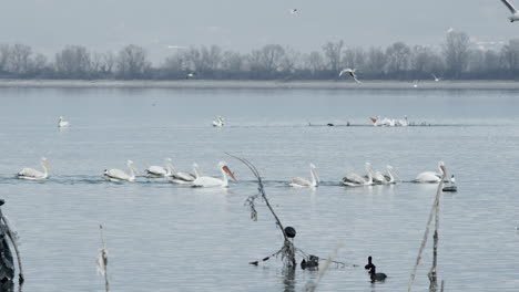 Dalmatiner-Und-Weiße-Pelikane-Schwimmen-In-Zeitlupe-Im-Kerkini-See