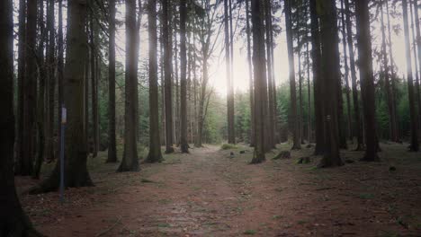 Die-Sonne-Scheint-Durch-Den-Dunklen-Wald