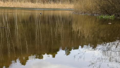 A-duck-crossing-a-small-pond-in-rural-Germany