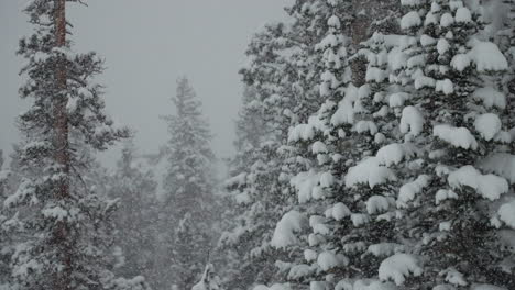 Backcountry-Berthoud-Pass-Colorado-super-slow-motion-snowing-snowy-spring-winter-wonderland-blizzard-white-out-deep-snow-powder-on-pine-tree-national-forest-Rocky-Mountains-static-shot