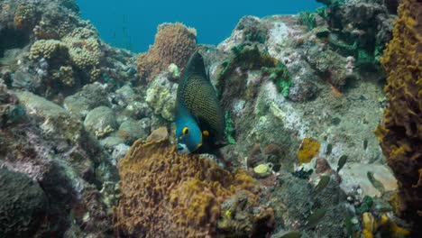 Ein-Französischer-Kaiserfisch,-Der-Bei-Einem-Schönen-Tauchgang-In-Der-Nähe-Des-Riffs-Schwimmt