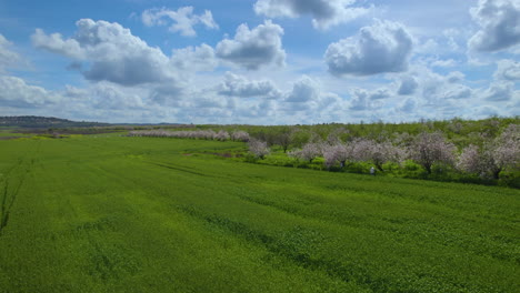 Low-altitude-parallax-of-the-beautiful-blossom-of-the-almond-trees,-next-to-a-wheat-field,-a-cloudy-spring-day-with-vibrant-colors,-families-came-to-see-it-on-a-day-off