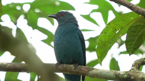 Close-up-shot-of-a-wild-female-Asian-fairy-bluebird-perched-on-tree-branch-amidst-in-the-forest,-curiously-wondering-around-the-surroundings