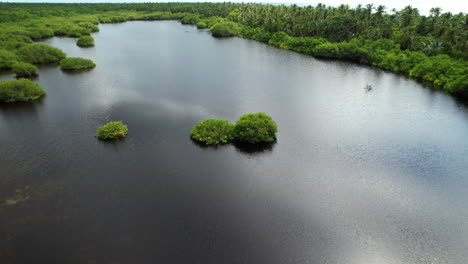 Pflanzen-Wachsen-In-Einem-Natürlichen-See-Auf-Der-Tropischen-Insel-Saona-In-Der-Dominikanischen-Republik
