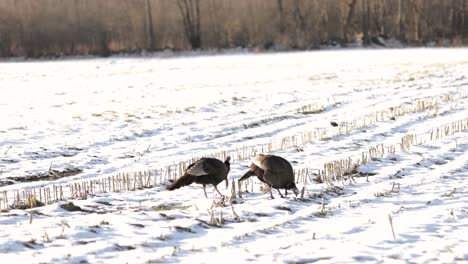 Wild-Turkeys-Eating-and-Walking-Through-Snowy-Corn-Field-4K