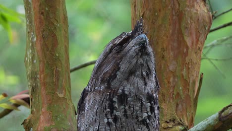 Tawny-frogmouth,-podargidae,-perched-on-tree-branch,-resting-and-sleeping-during-the-day,-camouflaged-among-the-tree-bark-and-woodland-forest-environment-to-avoid-detection,-close-up-shot