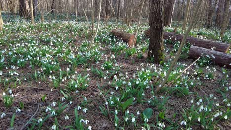 Schneeglöckchen-Bedecken-Den-Waldboden-Und-Bieten-Einen-Faszinierenden-Einblick-In-Die-Bezaubernde-Faszination-Der-Natur