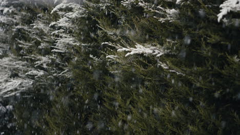Schneefall-Vor-Bäumen