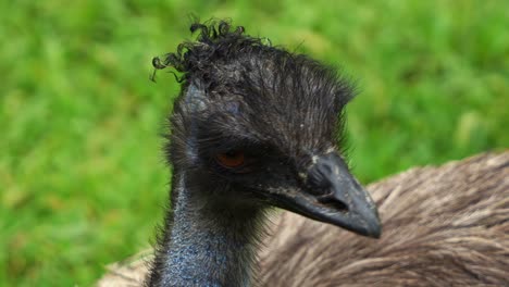 Emu,-dromaius-novaehollandiae-spotted-on-the-grassland,-curiously-wondering-around-the-surrounding,-close-up-head-shot-of-Australian-flightless-bird-species