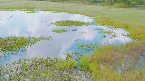 Marshland-in-Arauca,-Colombia-with-birds-in-flight,-tranquil-natural-scenery