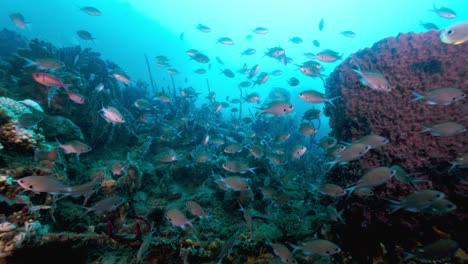 Fischschwarm-Schwimmt-über-Dem-Meeresboden-Auf-Der-Suche-Nach-Etwas-Zu-Essen