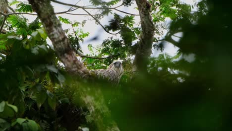 Looking-towards-the-camera-while-zooming-out-as-seen-deep-into-the-foliage-of-the-tree-in-the-jungle,-Philippine-Eagle-Pithecophaga-jefferyi,-Philippines