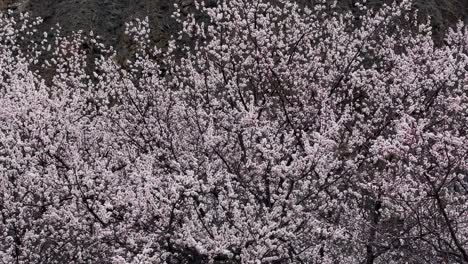 Toma-Aérea-De-árboles-En-Flor-En-El-Mirador-Rakaposhi-En-Hunza-Nagar,-Pakistán