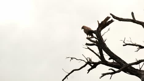 Ratonero-De-Estepa-Sentado-En-Un-árbol