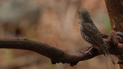 Perched-on-a-branch-while-facing-to-the-left,-White-throated-Rock-Thrush-Monticola-gularis-Female,-Thailand
