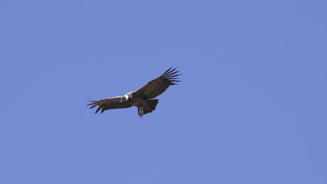 Majestic-Andean-Condor-Gliding-with-Impressive-Wingspan-in-the-Andes-mountains-shot-in-4k