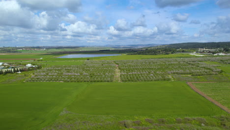 Enormes-Campos-De-Almendros-A-Punto-De-Florecer-Cerca-De-Un-Embalse,-Un-Día-Nublado-De-Primavera-Con-Colores-Vibrantes---Israel