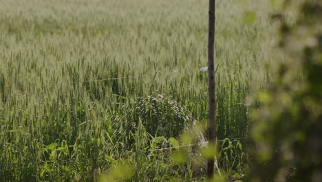 A-hand-held-long-shot-of-a-wheat-field-with-a-sprinkler-spraying-water-over-the-plants-on-an-agricultural-land