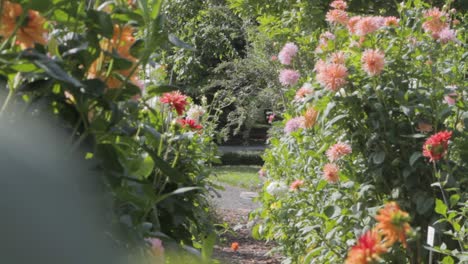 Sendero-Soleado-Del-Jardín-Bordeado-De-Vibrantes-Dalias-Y-Exuberante-Vegetación,-Sereno-Y-Acogedor