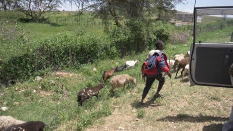Niño-Africano-Cuidando-Sus-Ovejas-Por-La-Carretera-Cerca-De-Masai-Mara-En-Kenia