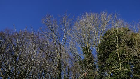 Bare-trees-tops-against-a-blue-sky