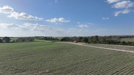 Campos-De-Caña-De-Azúcar,-Higueral,-La-Romana-En-República-Dominicana