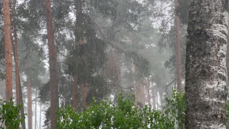 Lluvia-Torrencial-En-Bosque-Mixto