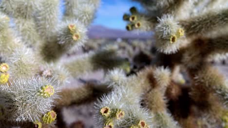 Close-up-of-cacti-in-Joshua-Tree-National-Park-in-California-with-gimbal-video-walking-around