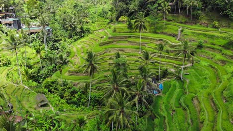 Aerial-view-Of-Tegalalang-village-and-Rice-Terraces-In-Gianyar,-Bali,-Indonesia
