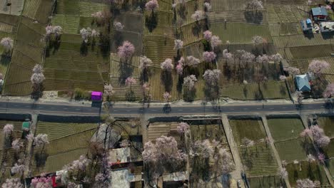 Foto-Superior-De-Una-Flor-En-Un-Campo-De-Skardu,-Pakistán