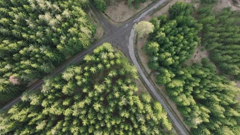 Bird's-eye-view-of-a-road-crossing-in-the-forest-on-a-sunny-day