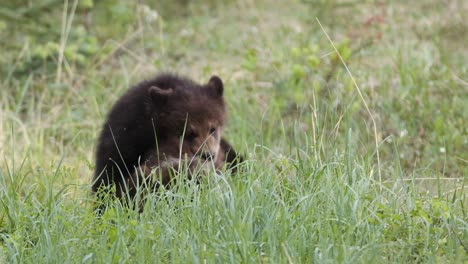 Un-Par-De-Cachorros-De-Grizzly-Jóvenes-Luchan-En-La-Hierba-Alta-En-Una-Pradera-Exuberante,-Mostrando-Su-Comportamiento-Natural-Y-Curiosidad-Durante-La-Vibrante-Temporada-De-Primavera