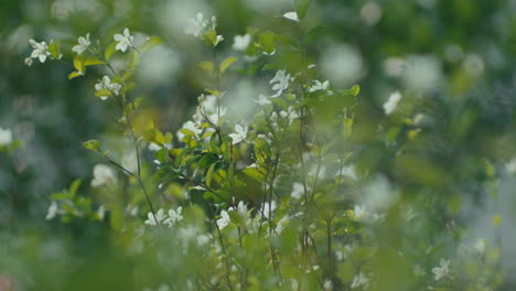 Las-Flores-Blancas-Se-Mecen-Con-El-Viento.-Tiro-De-Mano