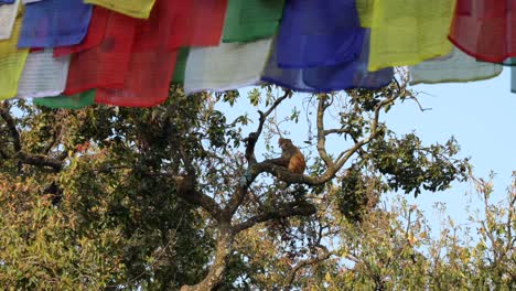 A-rhesus-macaque-sitting-in-a-tree-with-blurred-Buddhist-prayer-flags-in-the-foreground-above-the-monkey