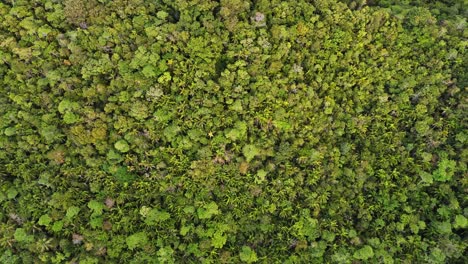 Top-down-drone-footage-over-the-jungle-of-Siquijor-in-the-Philippines