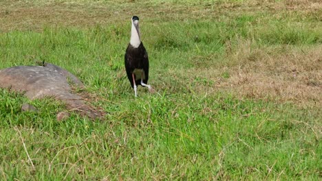 Walking-on-grass-to-the-left-and-towards-the-right-under-the-morning-sun,-Asian-Woolly-necked-Stork-Ciconia-episcopus,-Near-Threatened,-Thailand