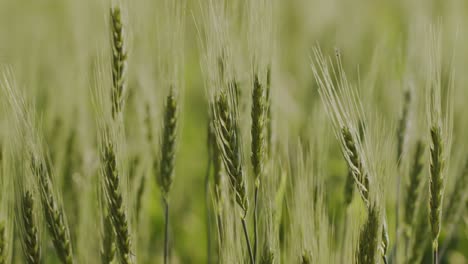 A-hand-held-close-up-side-profile-shot-of-wheat-strands-swaying-in-wind-on-a-sunny-day