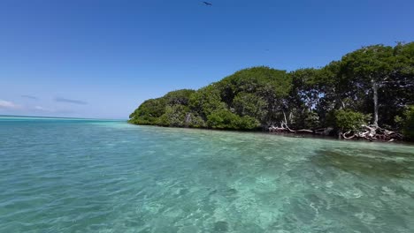 Navegando-A-Través-De-Un-Denso-Bosque-De-Manglares,-Aves-Visibles,-En-El-Archipiélago-De-Los-Roques,-Día-Despejado.