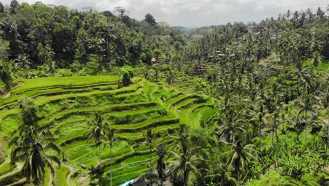 Green-and-lush-rice-terraces-of-Tegallalang-on-Bali-island,-Indonesia